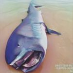 Tubarão Boca Grande encontrado morto na costa da Barra dos Coqueiros pode, sim, ser prenúncio de um grande desastre ambiental. Entenda